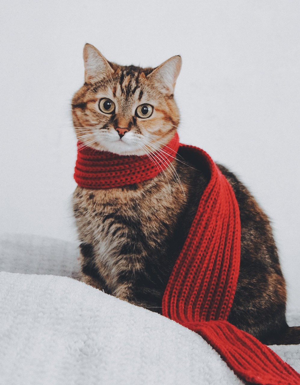 cat in red scarf